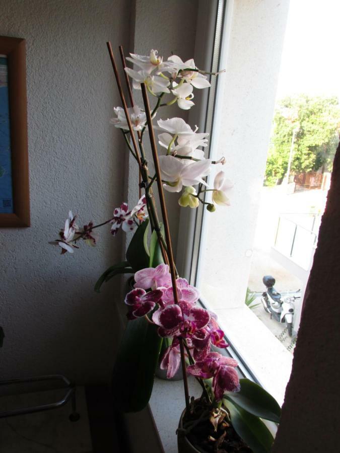 Apartmani "Zuka" Korčula Екстериор снимка
